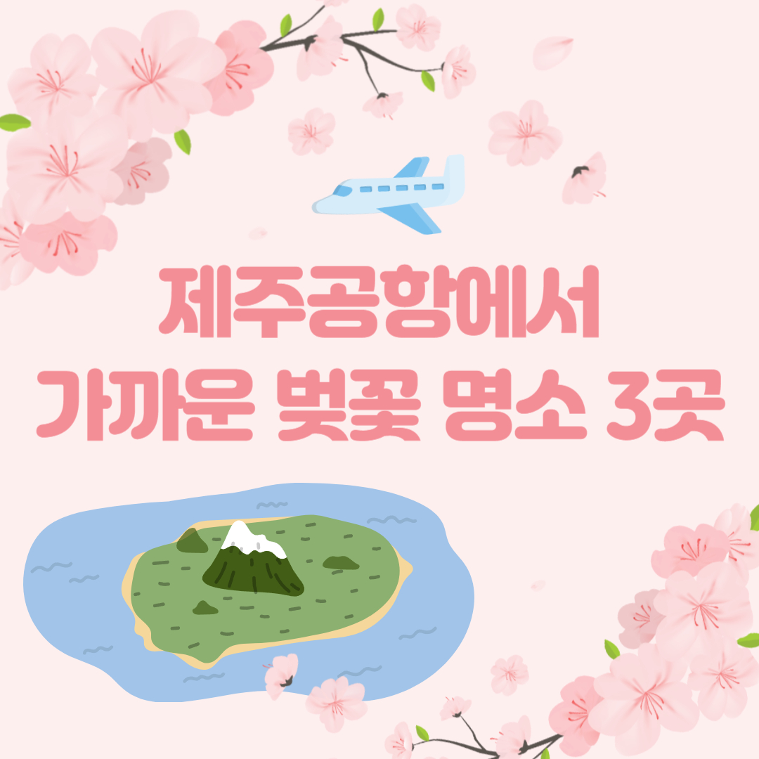 제주도 벚꽃 명소