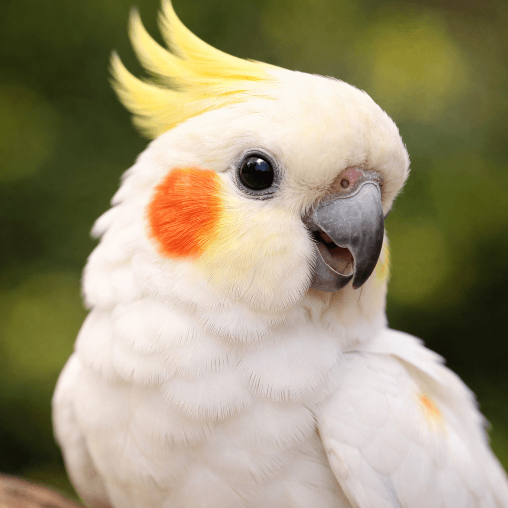 앵무새 산란의 특징, 건강상태, 환경 준비, 이유조 관리