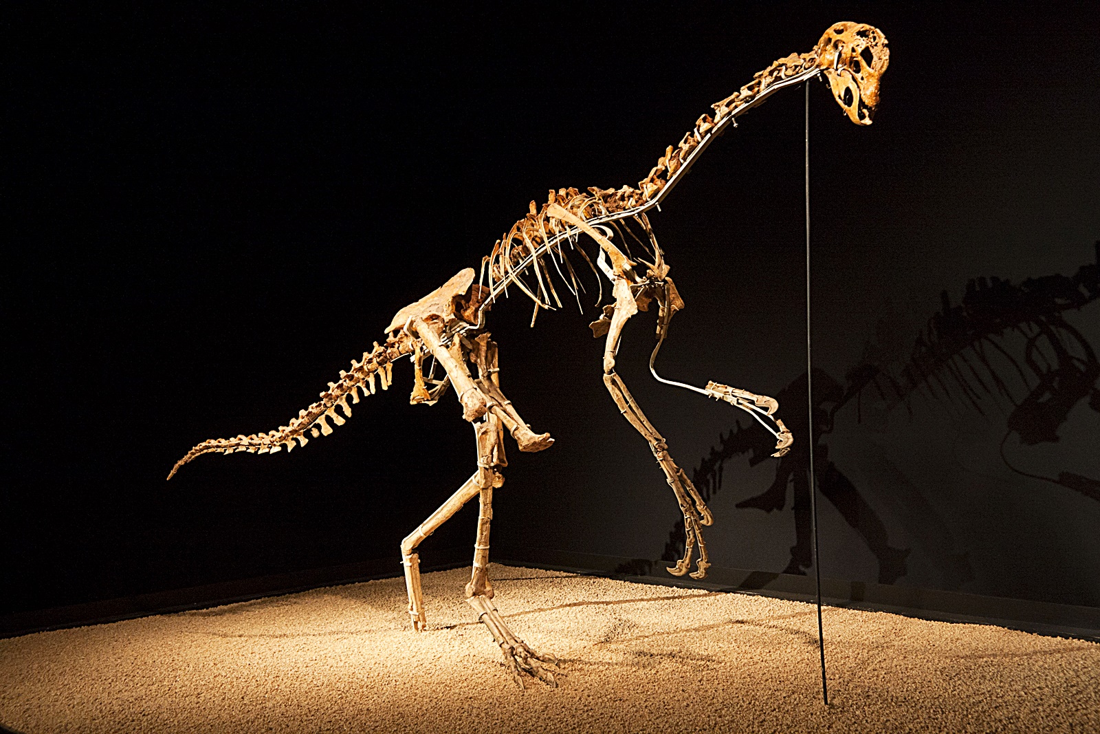 키티파피 공룡 뼈 화석