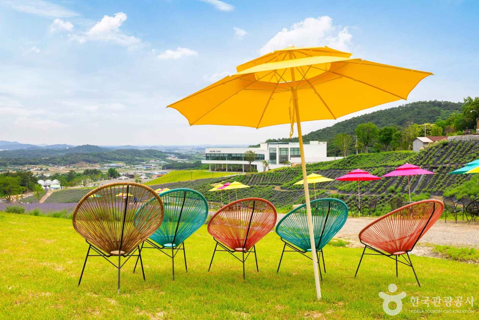정읍 허브원 라벤더 농원
