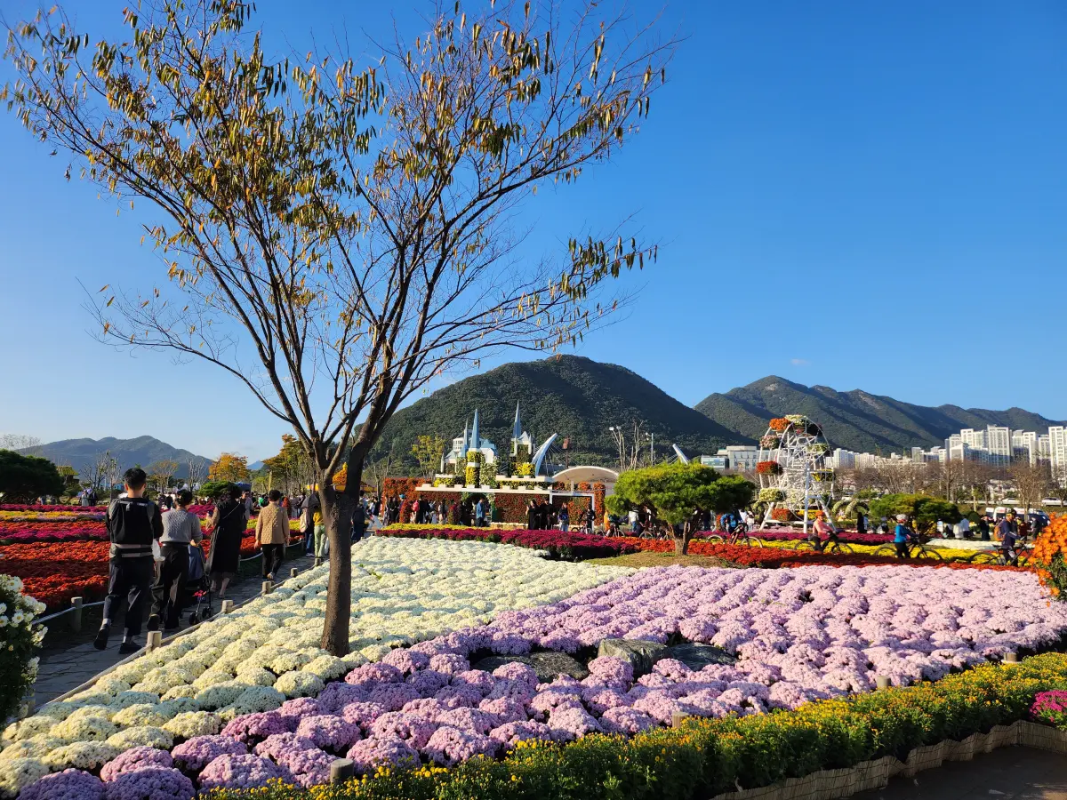 양산-황산공원-국화축제-전경