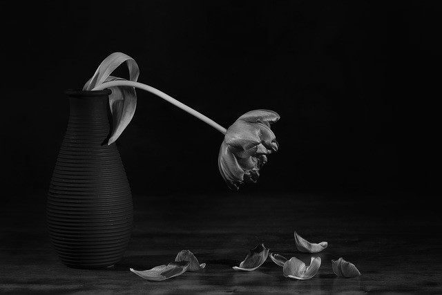 검은 튤립&#44; 붕괴