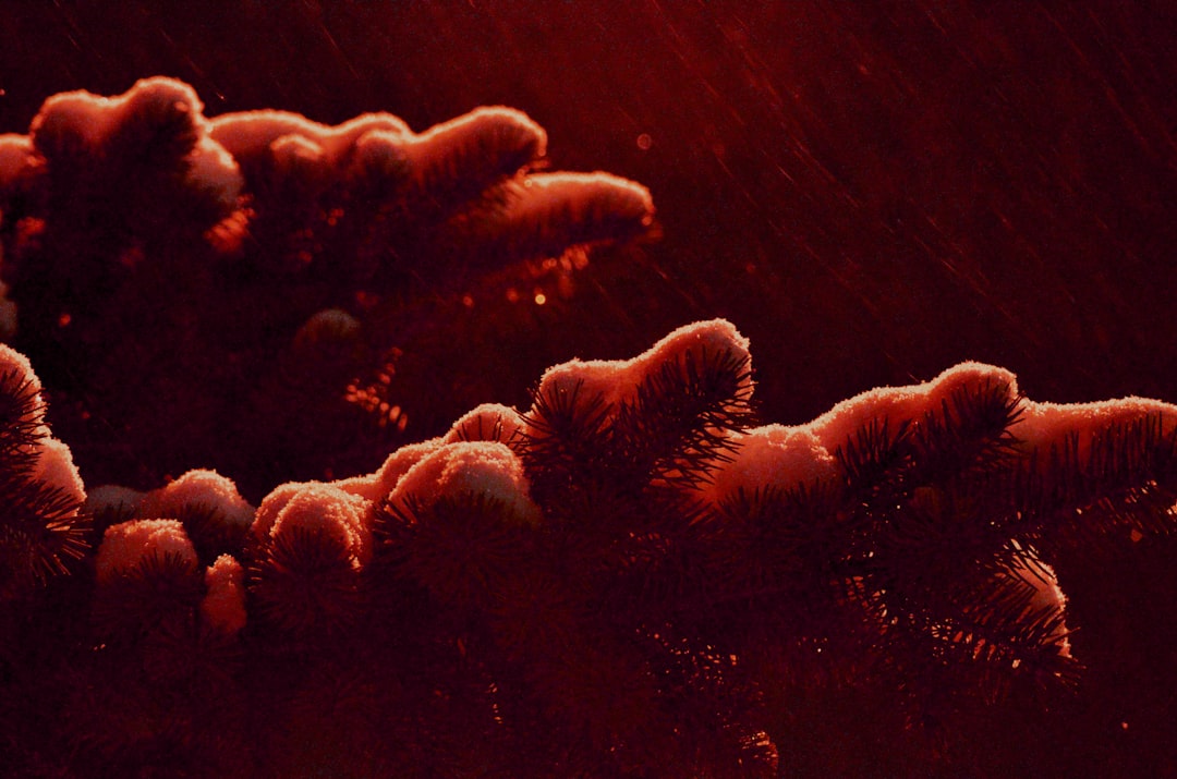 Helicobacter