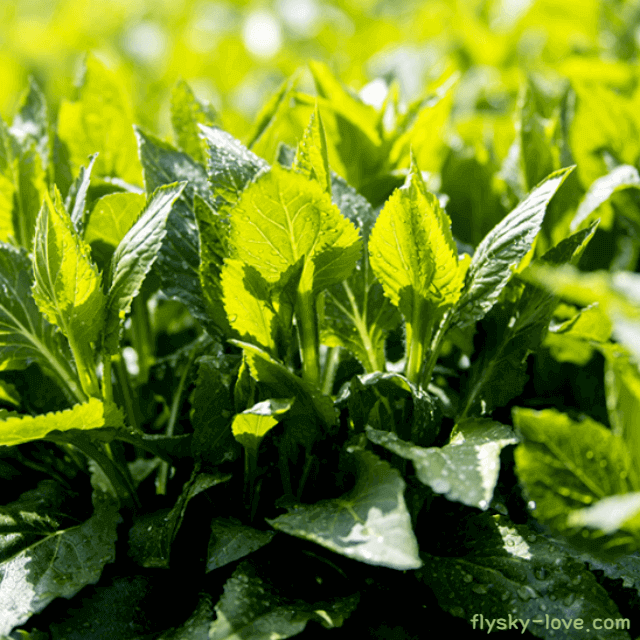 봄나물 부지깽이