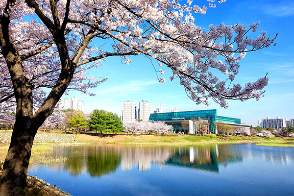 벚꽃 사이로 보이는 경기도 미술관 사진