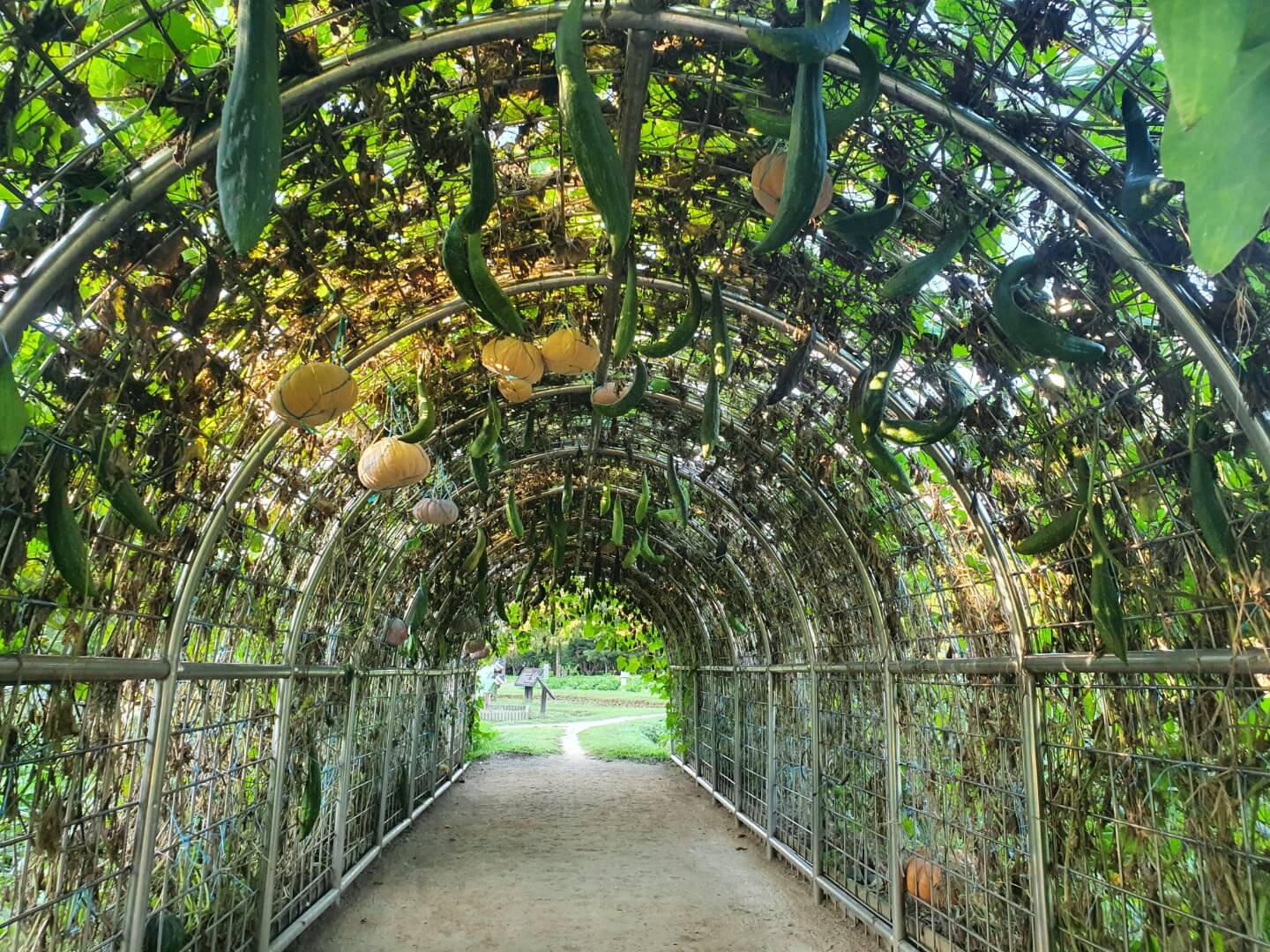 터널시령안-호박-수세미