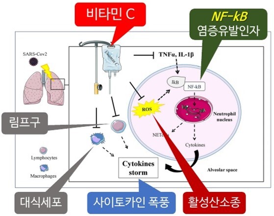 사이토카인 폭풍