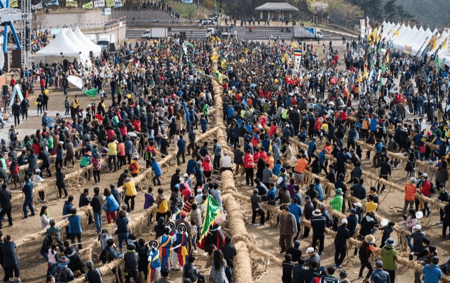 2025 기지시줄다리기축제: 500년 전통의 거대한 협동 문화