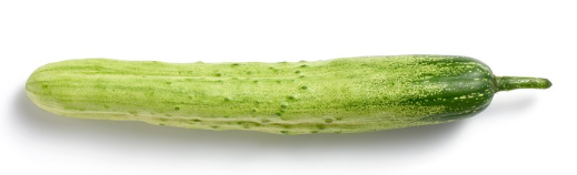 오이 심는 시기, 재배 방법, 모종 심기, 수확 시기 알아 보기