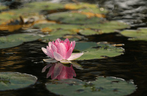 연못에 분홍색 연꽃이 분홍색으로 핀 모습입니다.