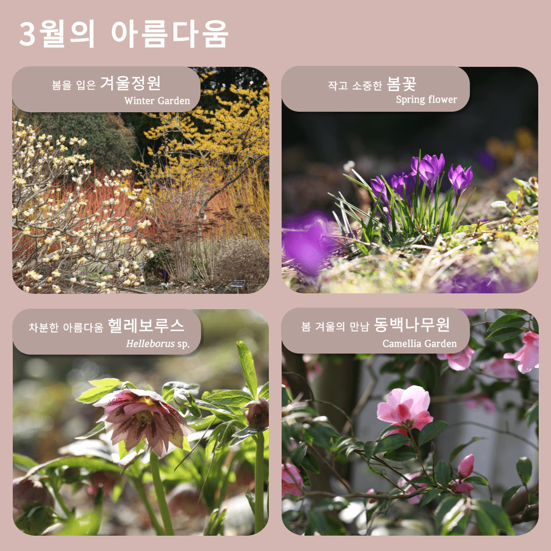 천리포수목원 목련축제