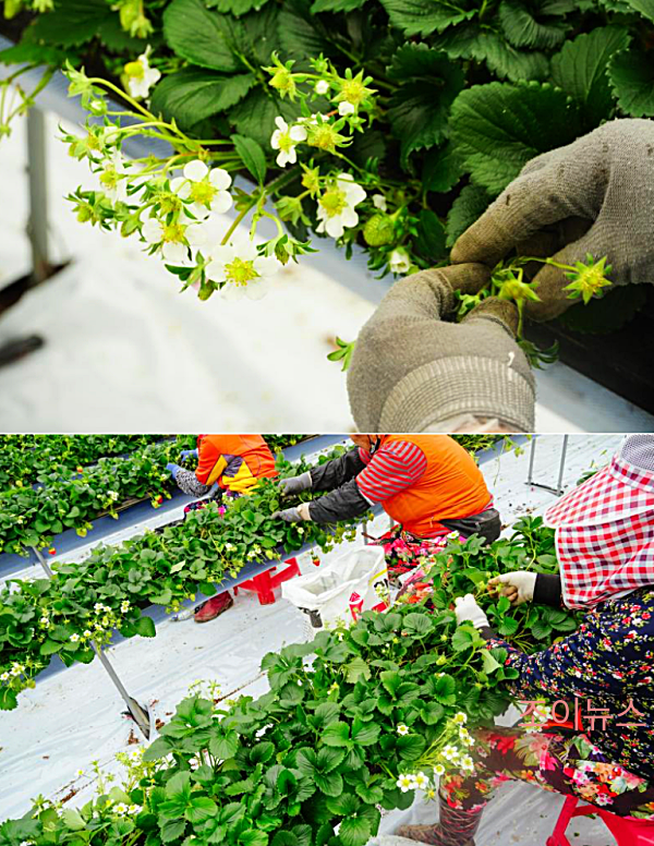 딸기, 너의 정체는 뭐니? 딸기를 수확중인 모습