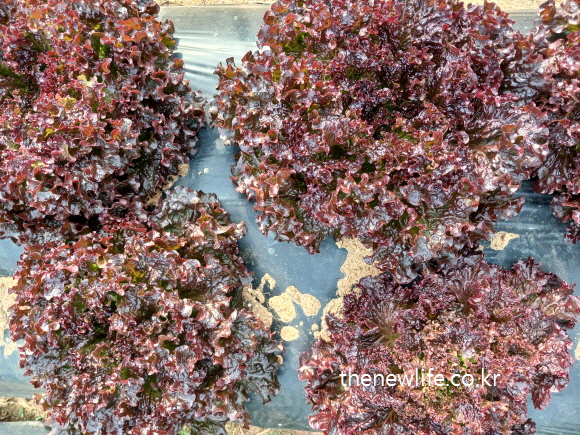 Cluster of dark red leaf lettuces with glossy, deeply curled edges, showing a unique lettuce variety.-윤기 나는 깊은 붉은빛 잎이 돋보이는 독특한 상추 종류.