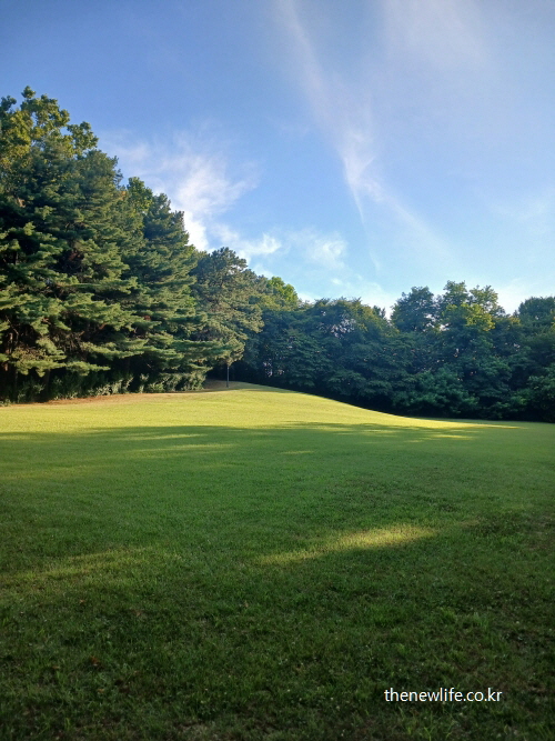 A wide grass field at Children’s Grand Park, sloping gently with tall pine trees on the left./서울 어린이대공원의 완만하게 기울어진 잔디밭과 좌측 소나무 숲