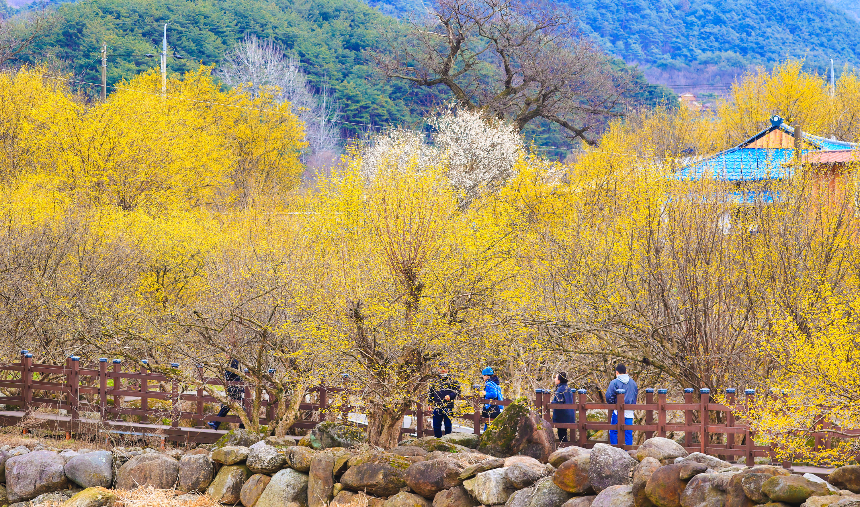 구례 산수유꽃축제 언제 갈까? 2025년 개화 시기 & 필수 코스