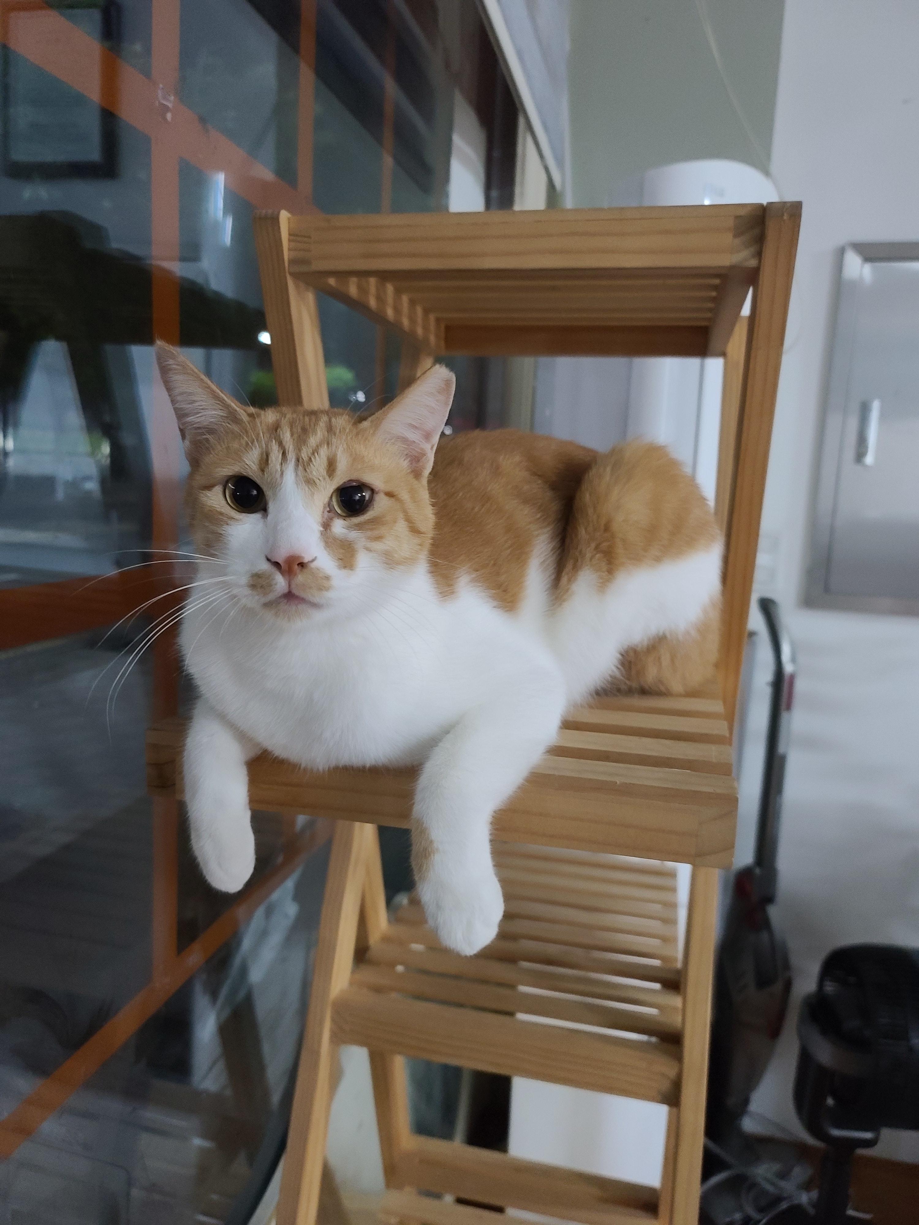 냥린이날 공룡스크래쳐 선물!!