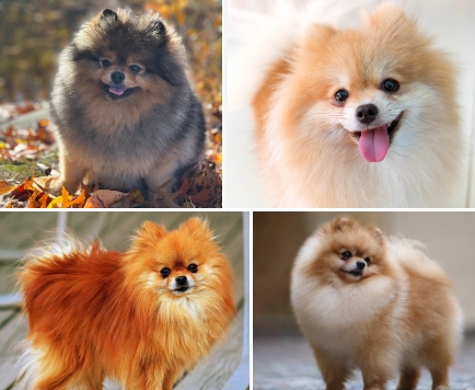 포메라니안 관련사진