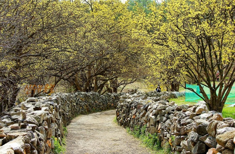 이천 산수유 마을의 개나리가 만개한 모습