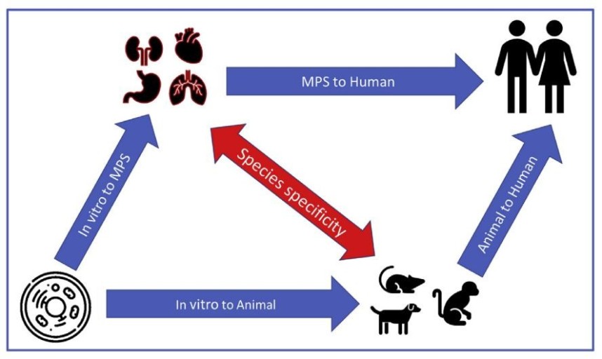 ์ธ์ฒด์ ๋๋ฌผ ์์๊ณผ ๋ฐ์