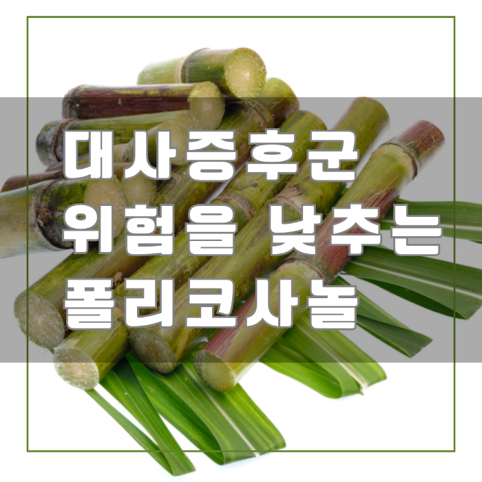 대사증후군 위험을 낮추는 폴리코사놀