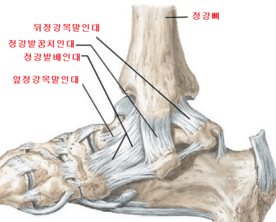 발목-안쪽-인대-명칭