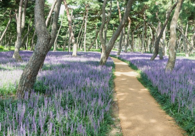 가을에 꼭 가봐야할 경주여행 BEST 5