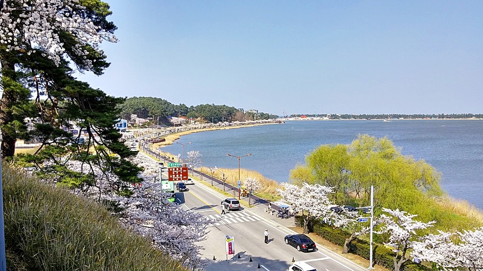 벚꽃 개화시기 축제