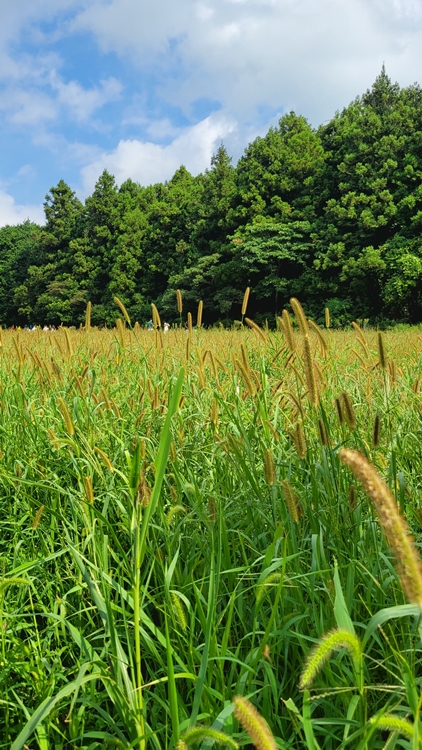 제주-가족여행-코스-마음디톡스-비밀의 숲-휴양림
