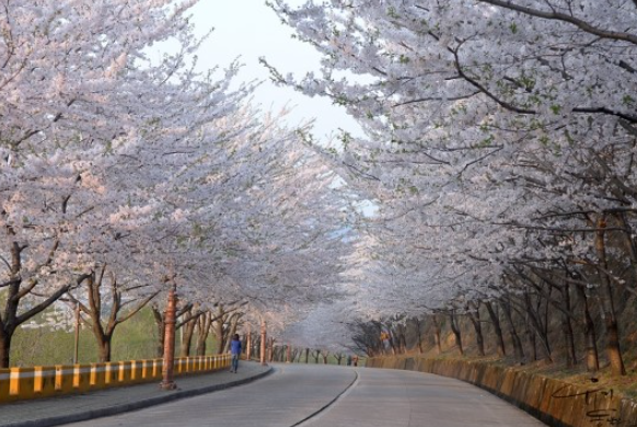달맞이길 벚꽃