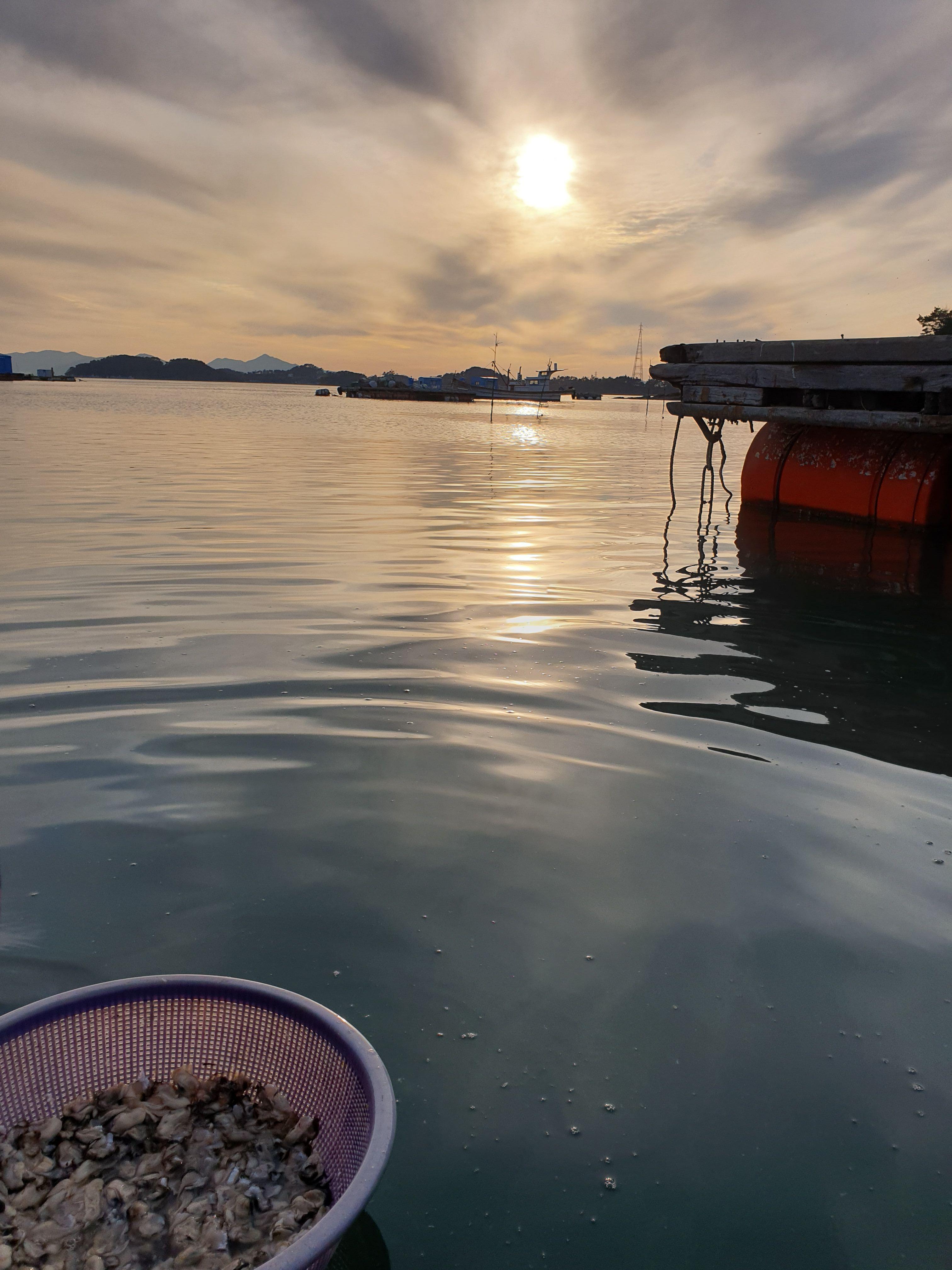 바닷물에서 씻고 있는 굴
