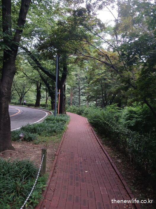 Curved walkway winding through a quiet forest, shaded by tall trees &mdash; a peaceful retreat helpful for relieving air conditioning sickness symptoms./나무들 사이로 굽어진 조용한 숲속 산책로 &mdash; 냉방병 증상 완화에 도움이 되는 평온한 길입니다.