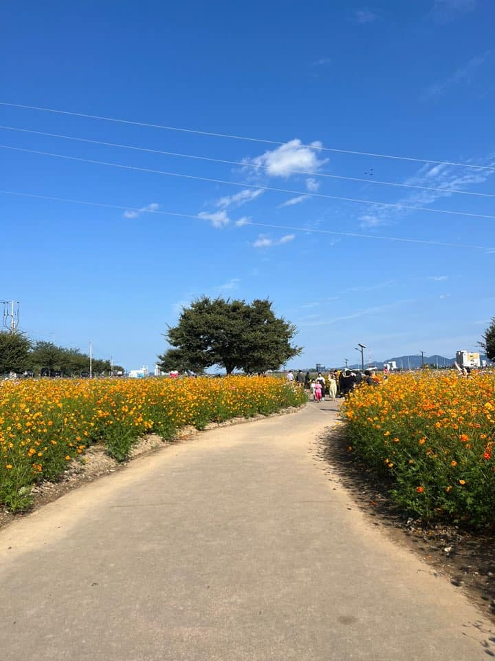 대부 잠수교 황화코스모스