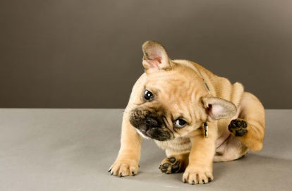 애견의 귀의 이변 귀를 긁는 개.