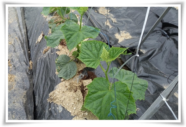 텃밭 &quot;5월에 심기 좋은 작물&quot; 초보도 척척, 실패 없이 풍성하게 수확하는 법!