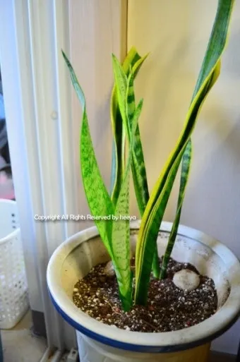 화분 노랗게 변함 원인 영양부족 과습해결 비료주기 조절 방법_8