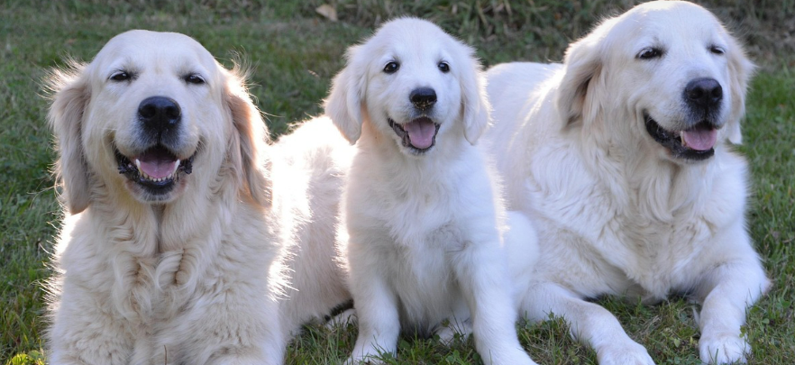 노령건이 모여서 잔디에 앉아있는 이미지