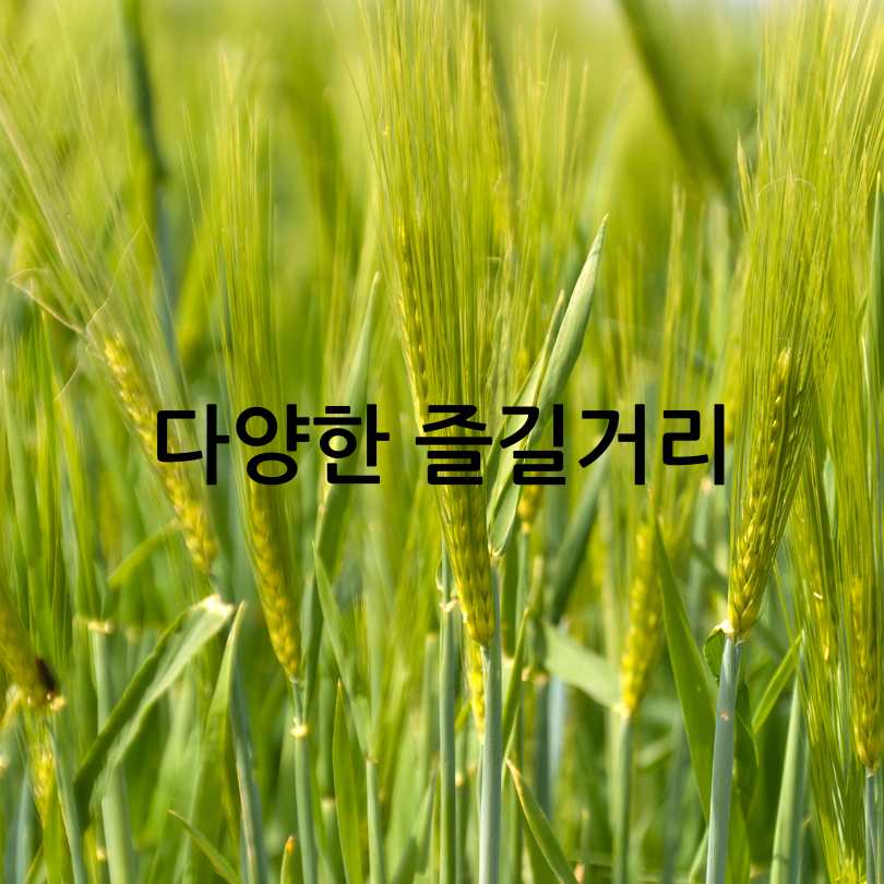 고창 청보리밭 축제 2025