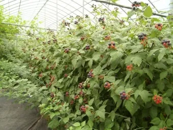 복분자 재배 지주 세우기 가지치기 병해 예방_5