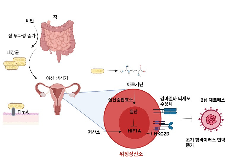 헤르페스 2형 증상
