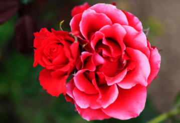 세종 베어트리파크 수목원 장미축제