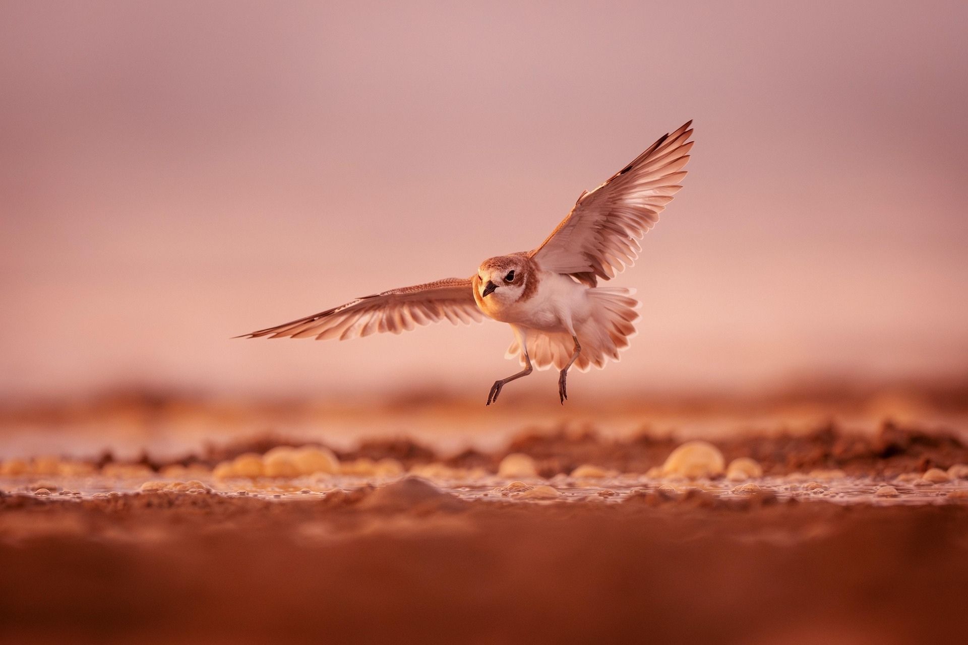 구름위를 날고 있는 새 사진