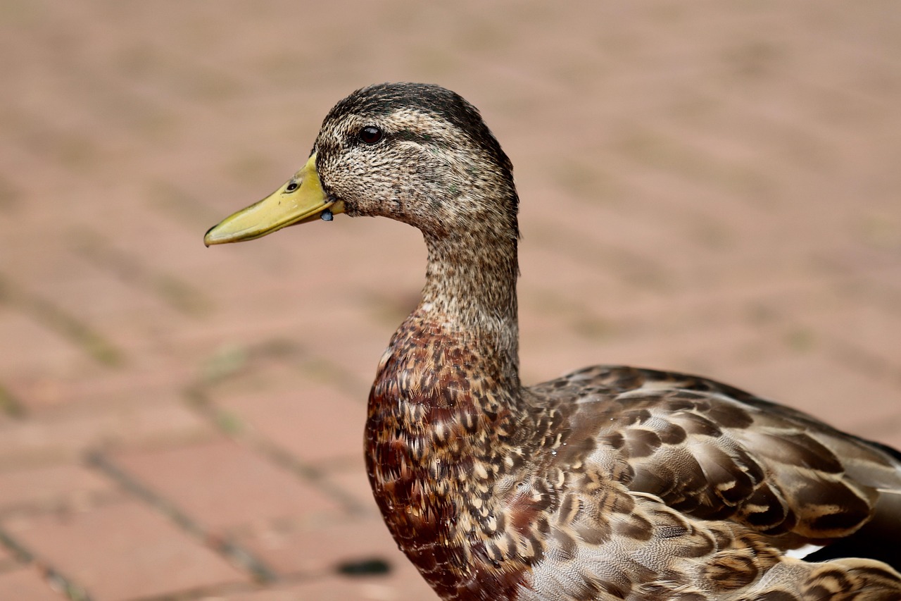 중도상환수수료 계산법