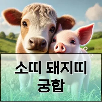 소띠 돼지띠 결혼 띠궁합으로 보는 사랑과 궁합 이야기_11