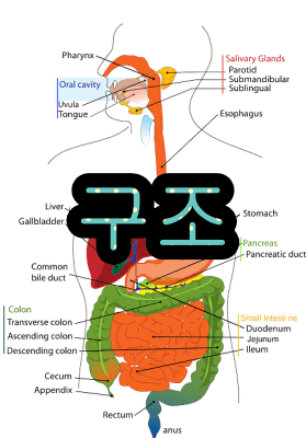 음식물 소화시간