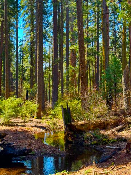 국립자연휴양림-예약-꿀팁