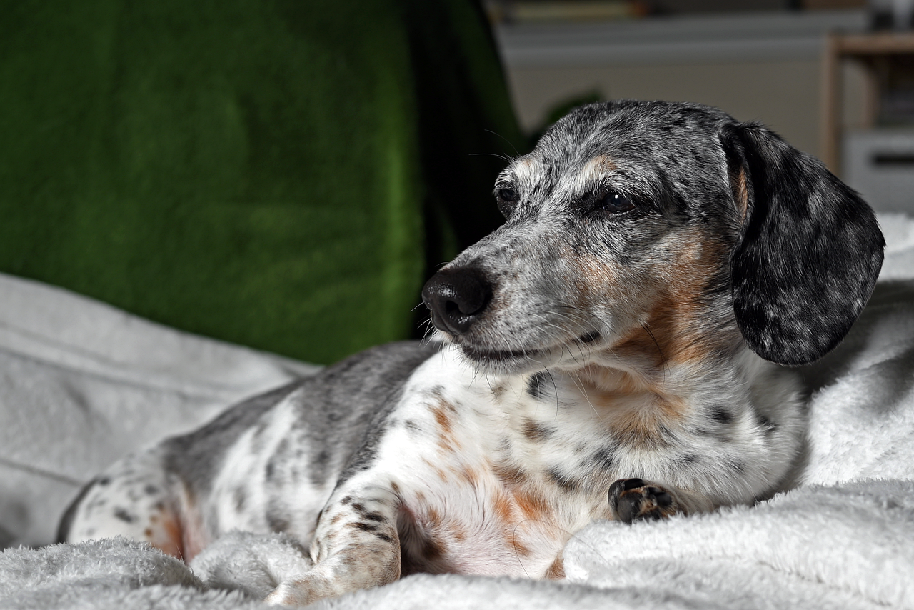 누워 있는 강아지 사진