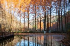 장태산 자연휴양림 가을 단풍시기 예약방법 (숨겨진 스팟)