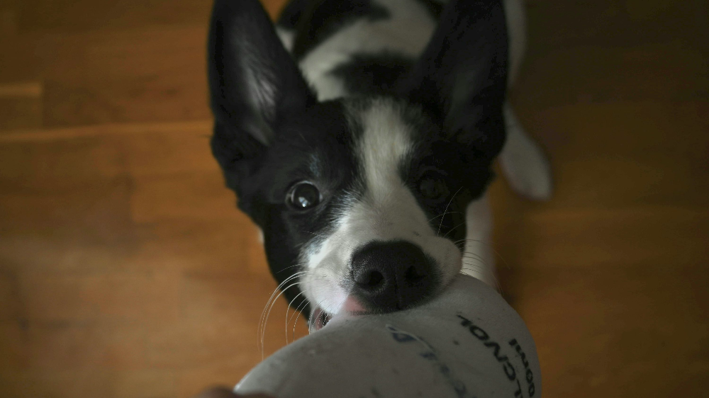 강아지 호흡곤란 증상에 대처하는 방법