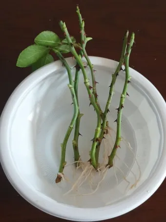 장미 삽목하는 방법 집에서 쉽게 번식하는 팁_2