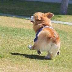 강아지 관절 영양제